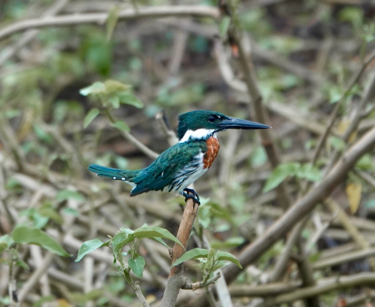 Amazon Kingfisher - Susan Hartley
