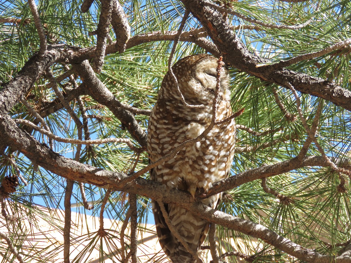 Spotted Owl (Mexican) - ML49784461