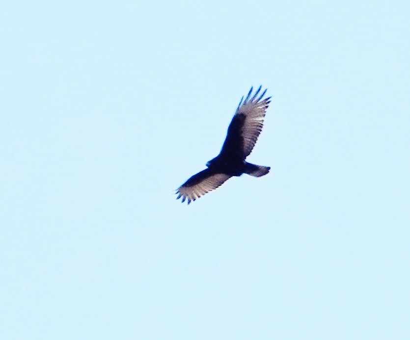 Zone-tailed Hawk - Rene Laubach