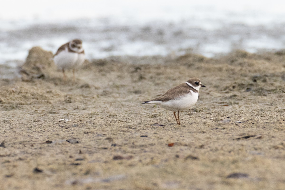 Semipalmated Plover - ML497852351