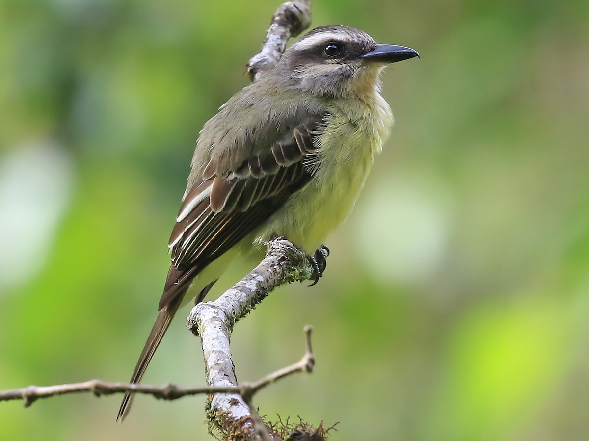 Myiodynastes chrysocephalus