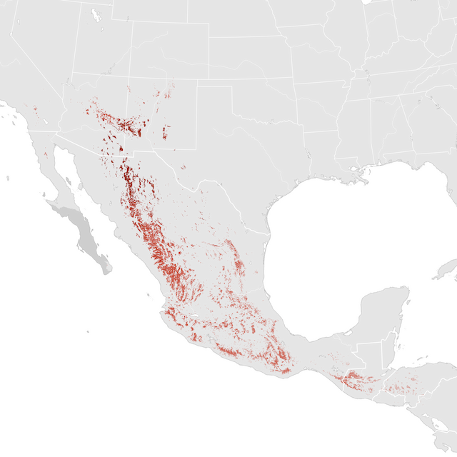 Abundance Map