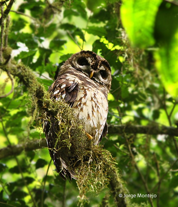 Fulvous Owl - ML497868411