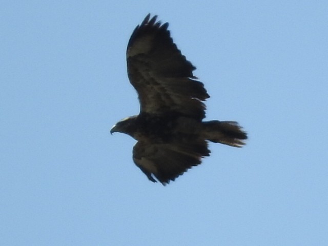 Black-chested Buzzard-Eagle - ML497872501