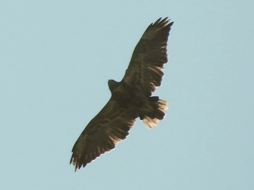 Black-chested Buzzard-Eagle - ML497872511