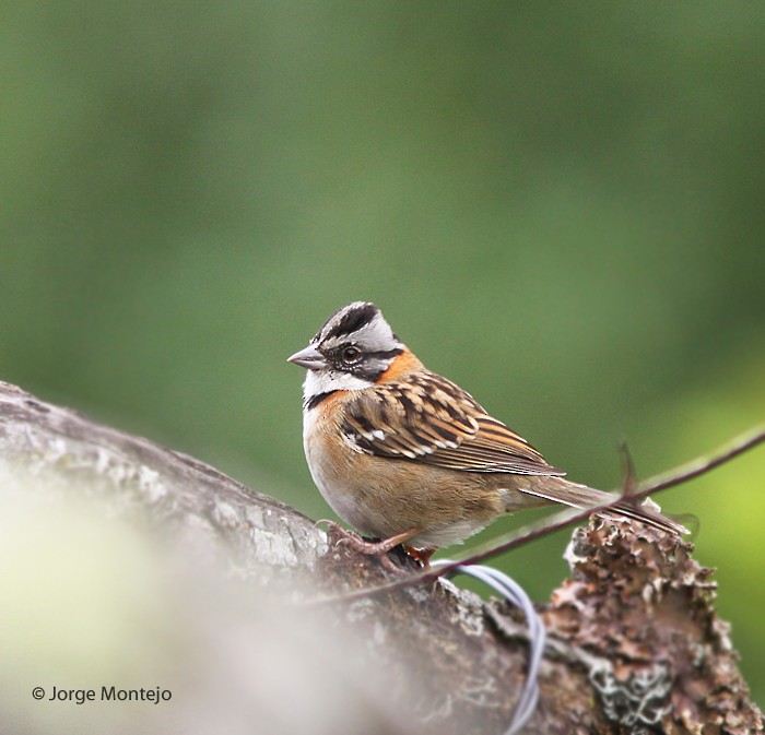 Rufous-collared Sparrow - ML497875161