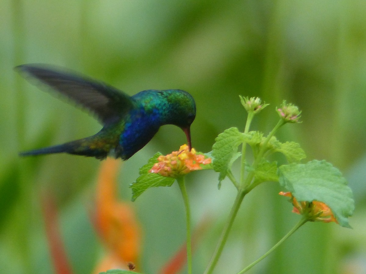 Violet-bellied Hummingbird - Carolyn Wilcox