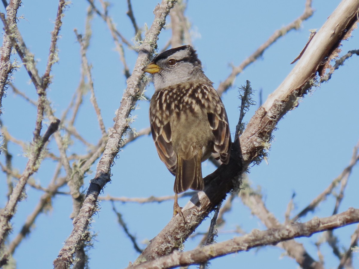 White-crowned Sparrow - ML497879161
