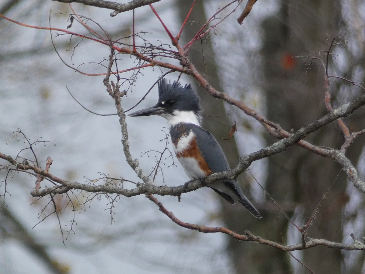 Belted Kingfisher - ML497881491