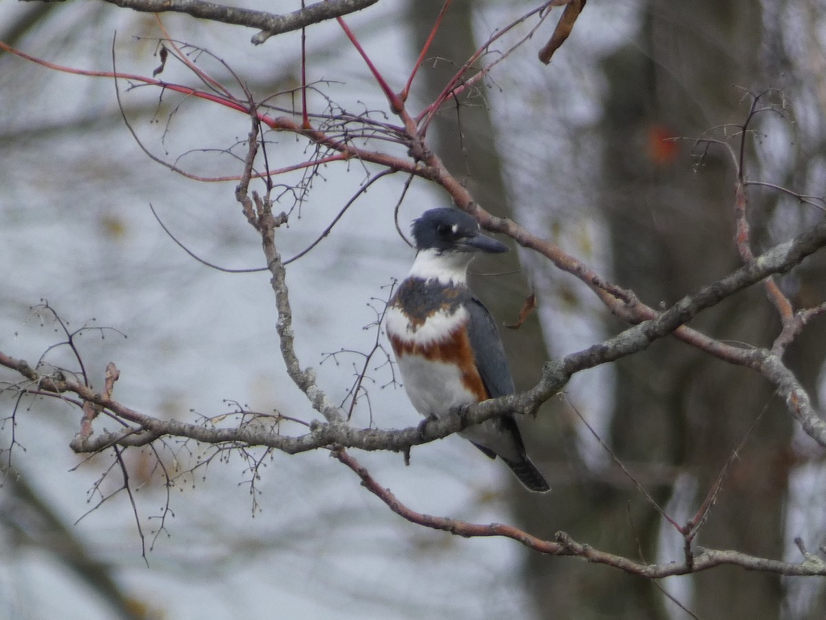Belted Kingfisher - ML497881501
