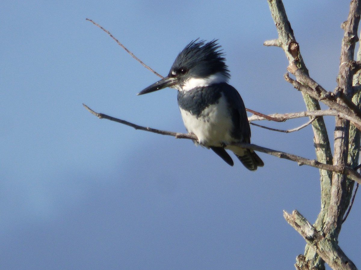 Belted Kingfisher - ML497890781
