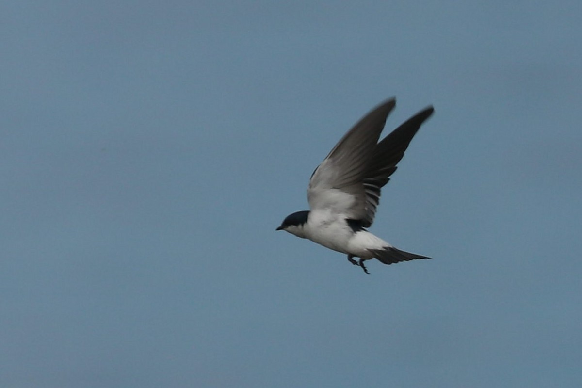 White-winged Swallow - ML497903911