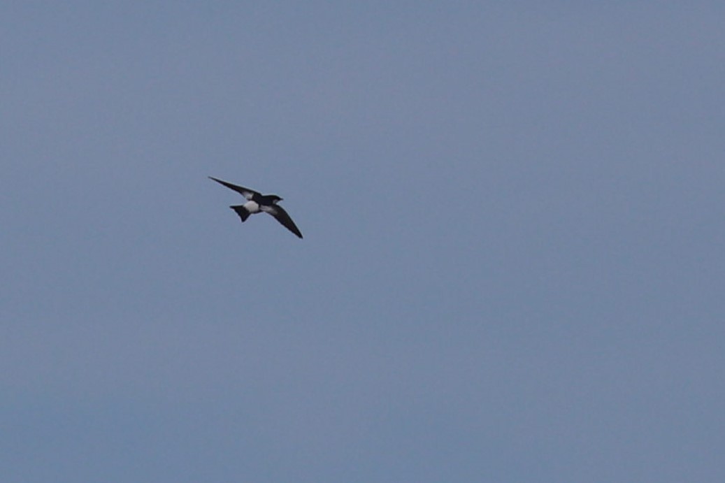 White-winged Swallow - ML497903921