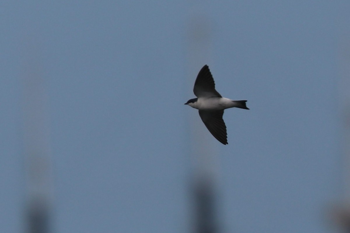 White-winged Swallow - ML497903931