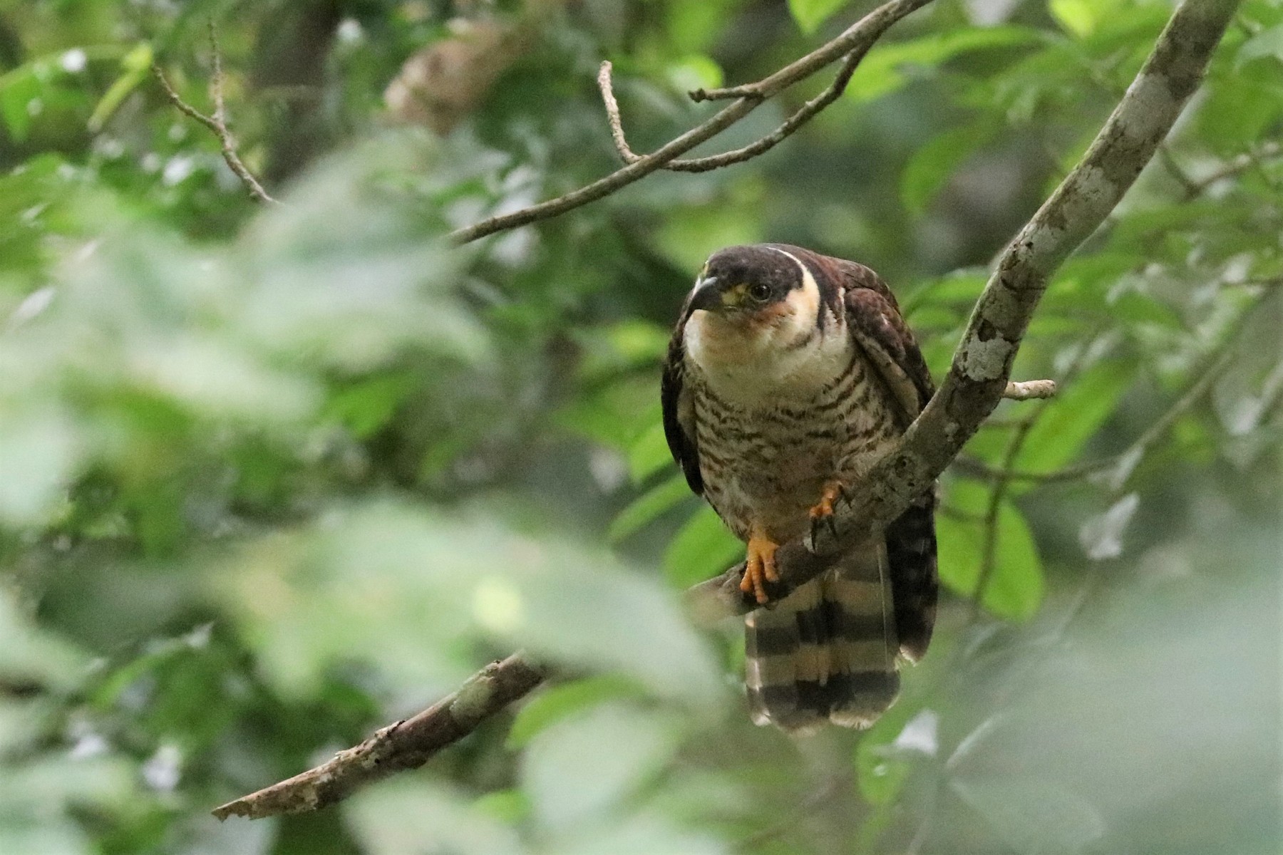 Hookbilled Kite (Grenada) eBird