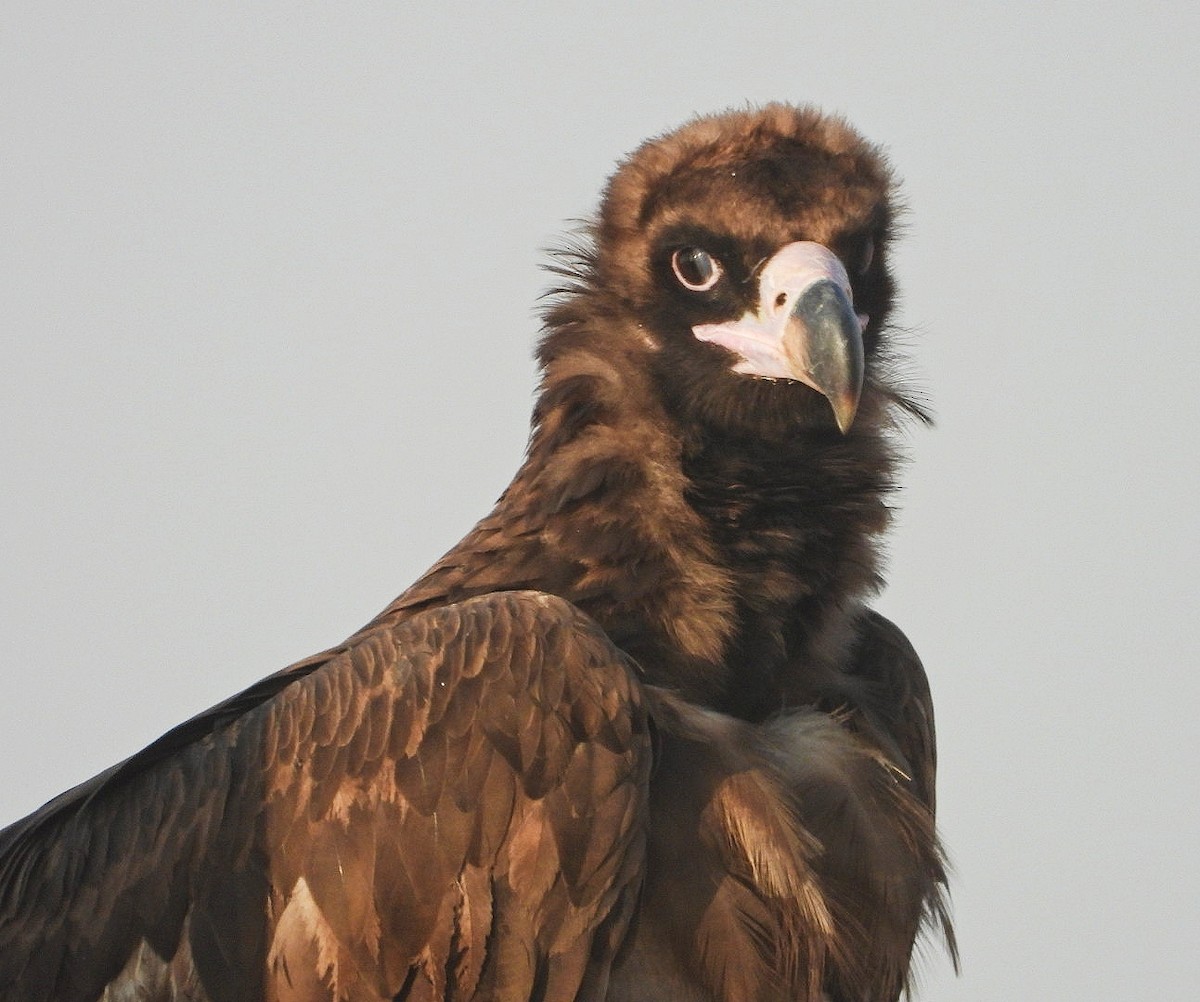 Cinereous Vulture - ML497910151
