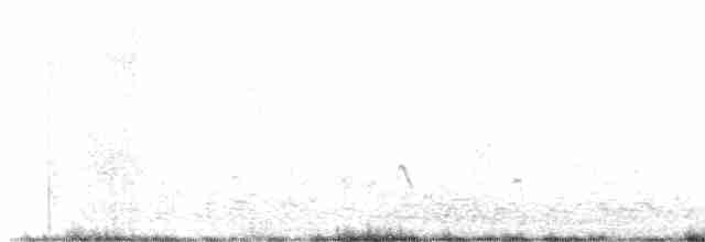 langnebbekkasinsnipe - ML497910521