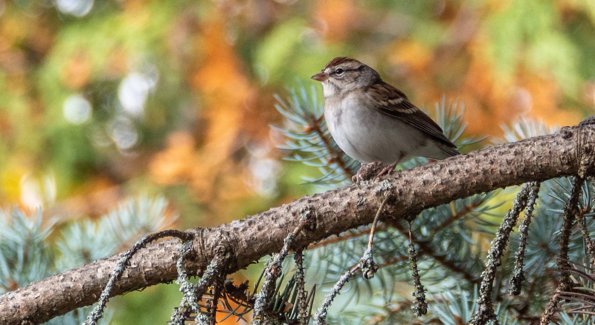 Chipping Sparrow - ML497915781