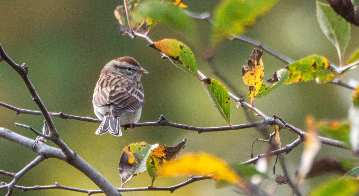 Chipping Sparrow - ML497915791