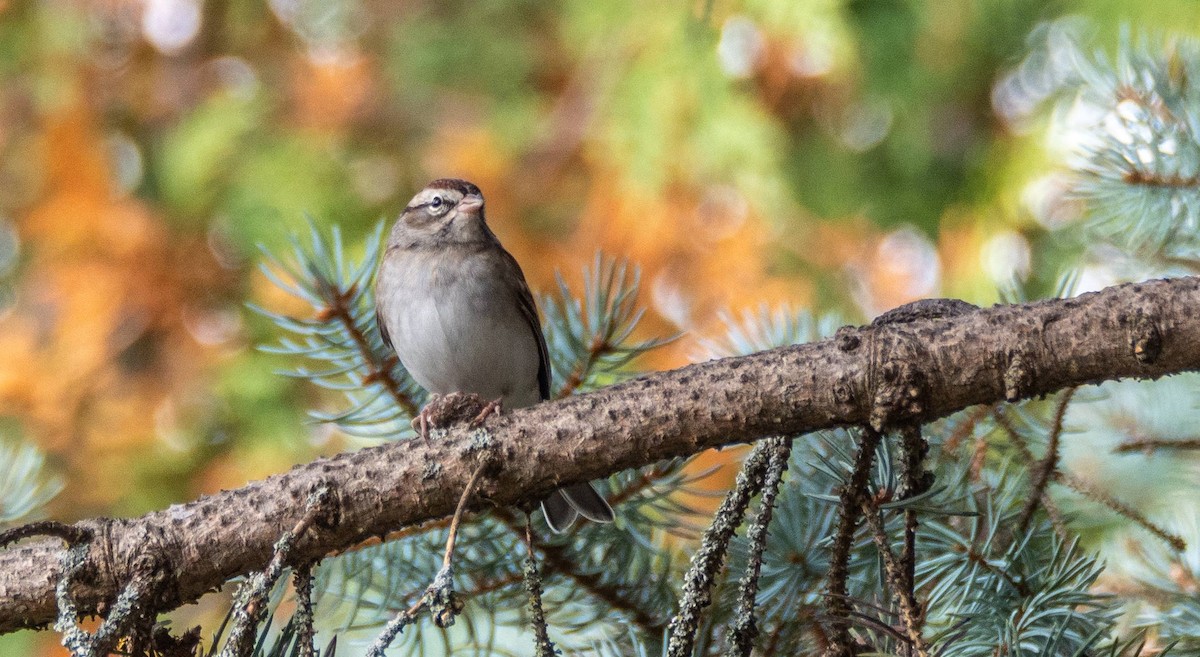 Chipping Sparrow - ML497915801