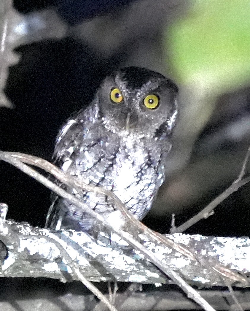 Peruvian Screech-Owl (pacificus) - S Kanchan
