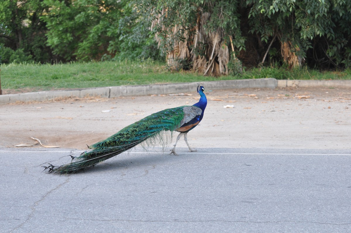 Indian Peafowl (Domestic type) - ML497919181