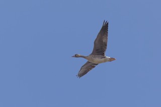 Greater White-fronted Goose, ML497925851