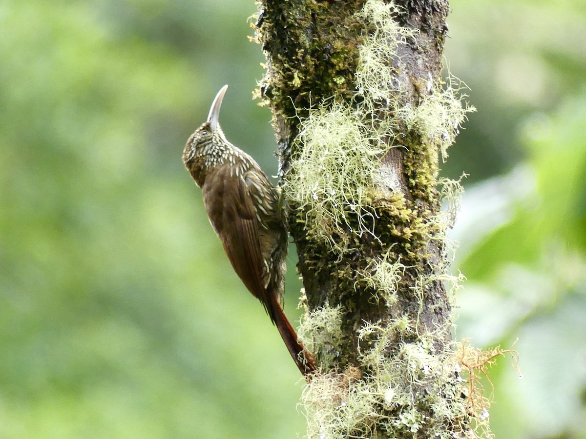Strong-billed Woodcreeper - ML497926901