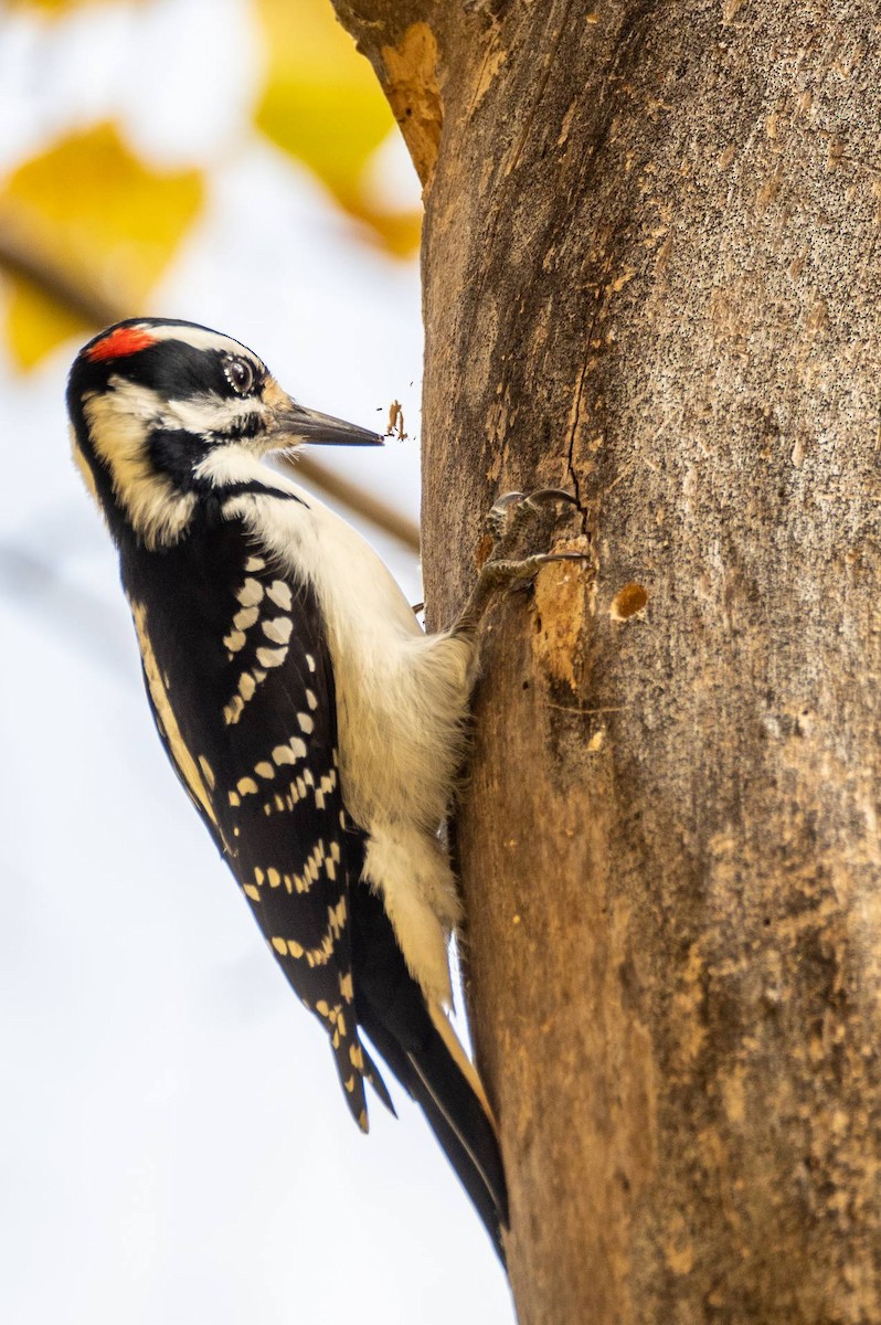 Hairy Woodpecker - ML497927971
