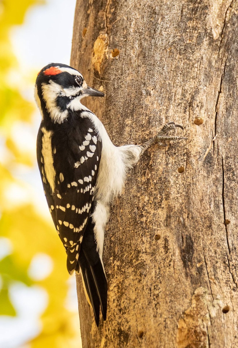 Hairy Woodpecker - ML497927991