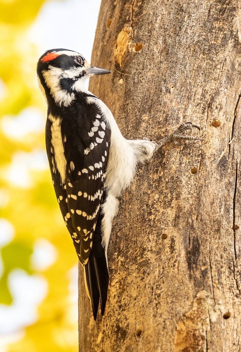 Hairy Woodpecker - ML497928001