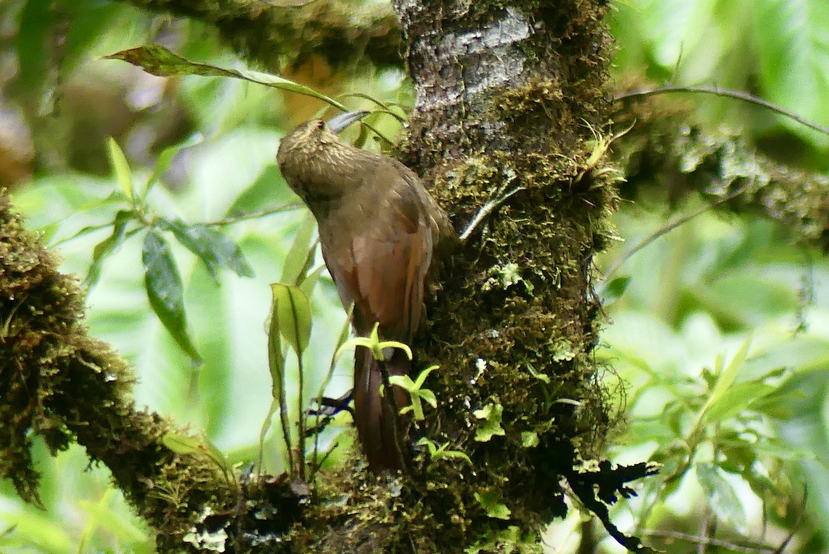 Strong-billed Woodcreeper - ML497928101