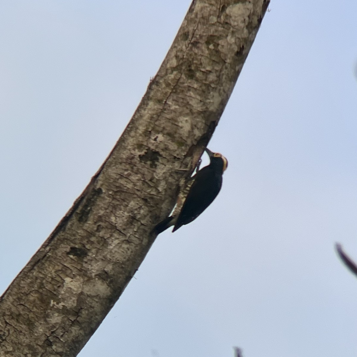 Yellow-tufted Woodpecker - ML497932041