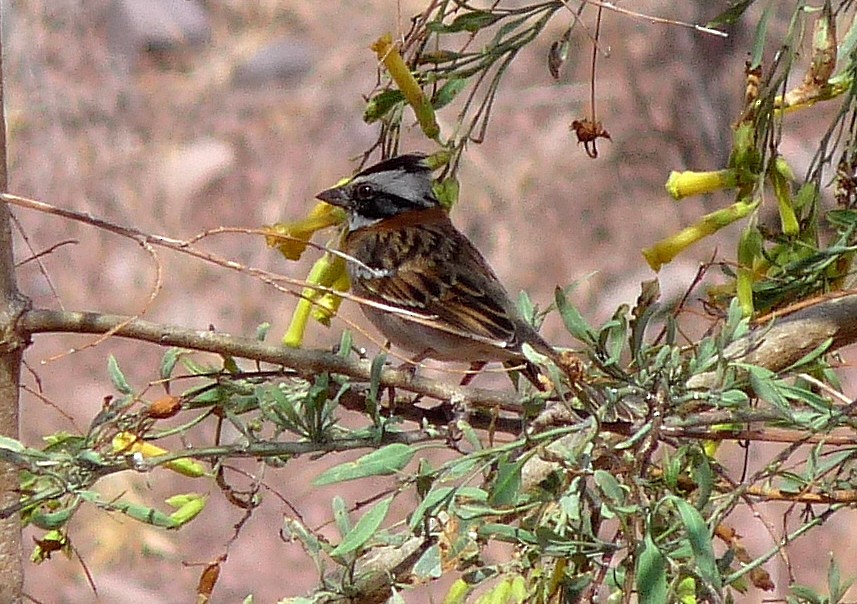 Rufous-collared Sparrow - ML49793211