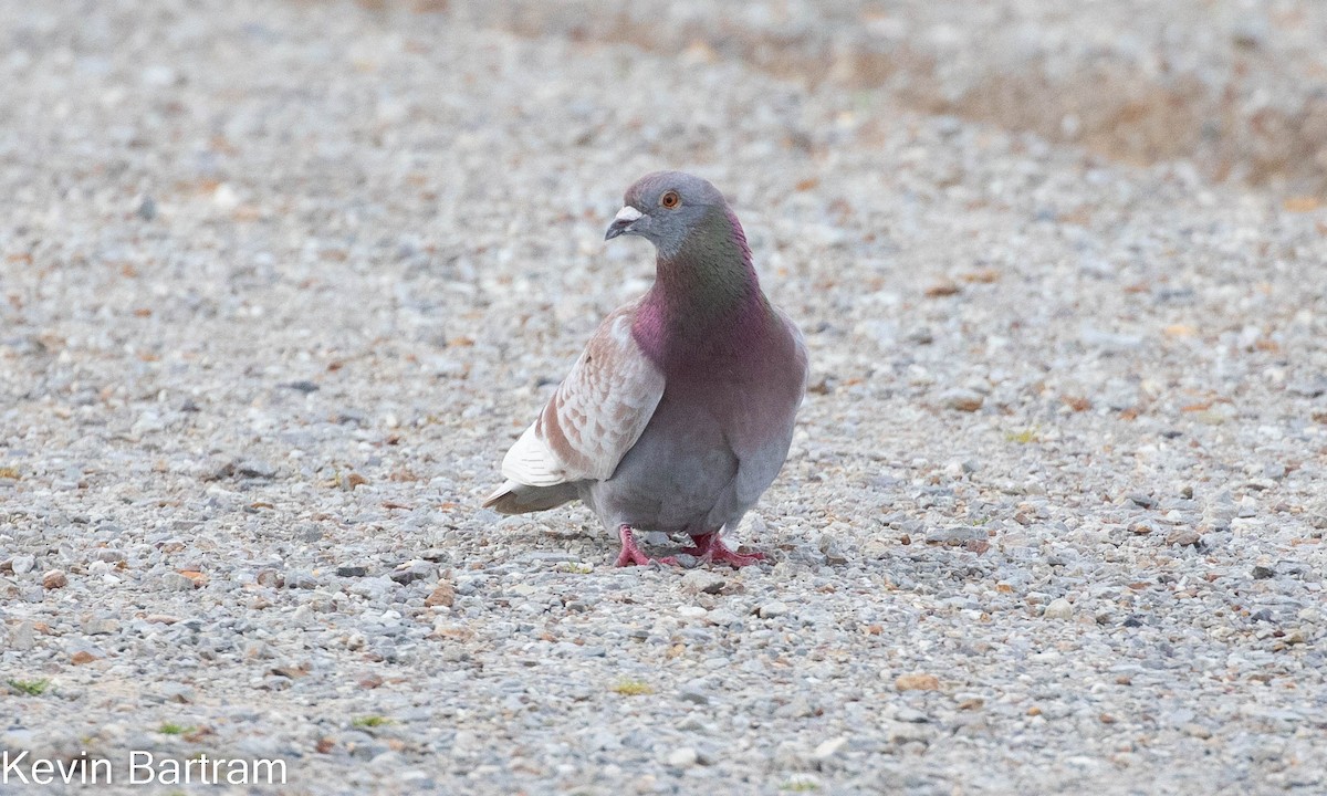 Rock Pigeon (Feral Pigeon) - Kevin Bartram