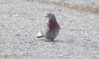 Rock Pigeon (Feral Pigeon), ML497936551