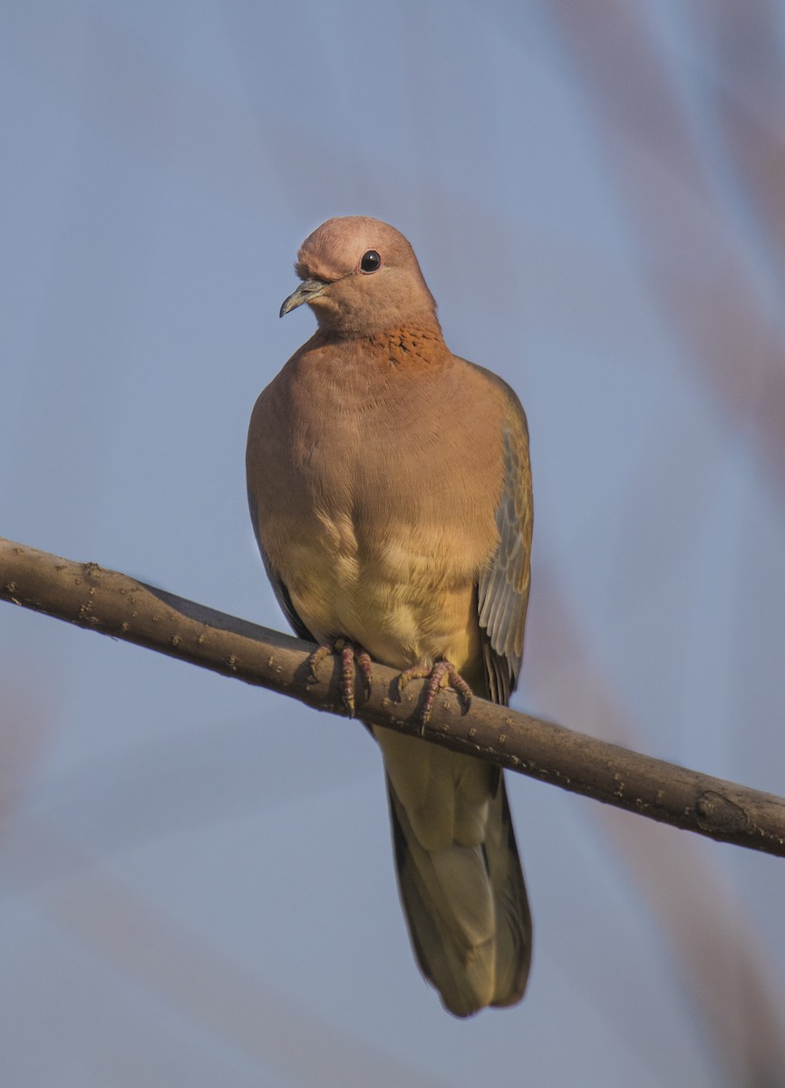 Laughing Dove - ML497937581