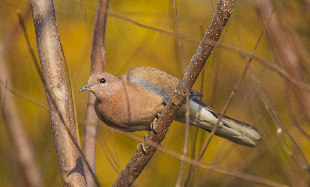 Laughing Dove - ML497937591