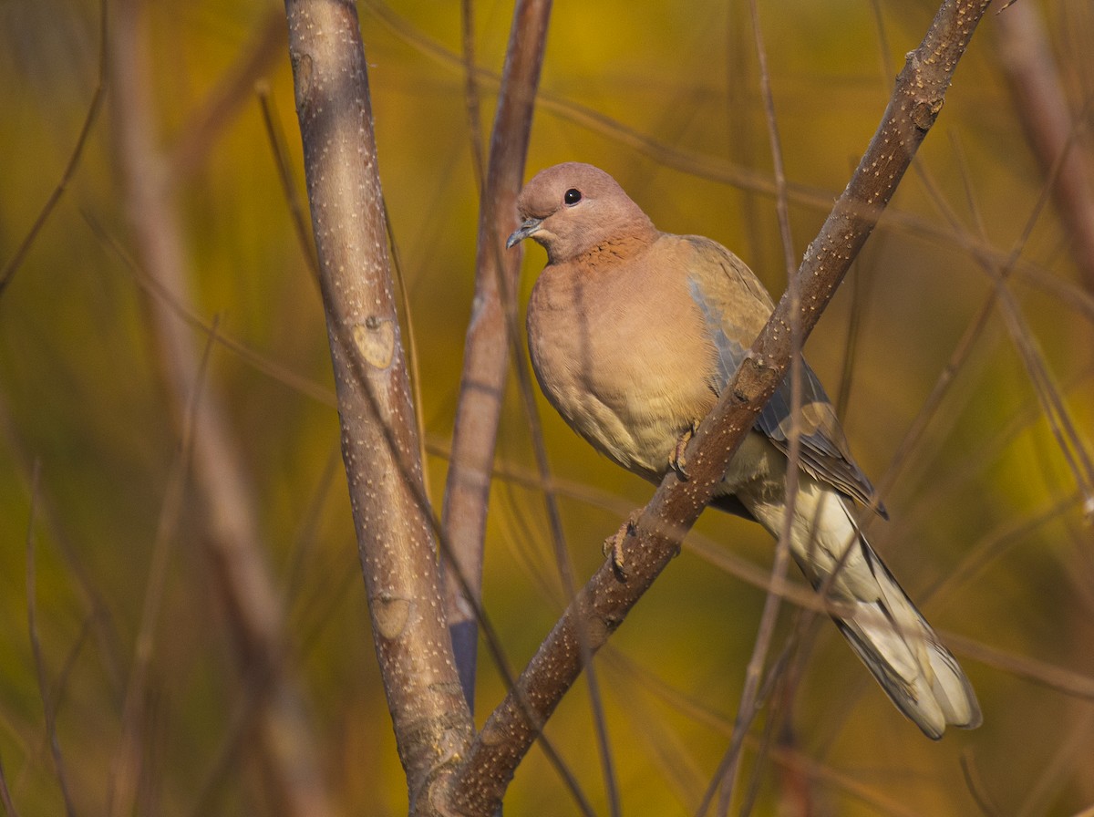 Laughing Dove - ML497937601