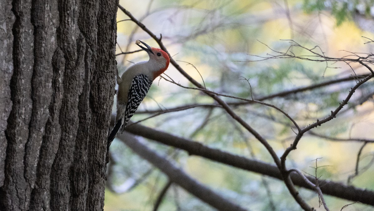 Red-bellied Woodpecker - ML497942401