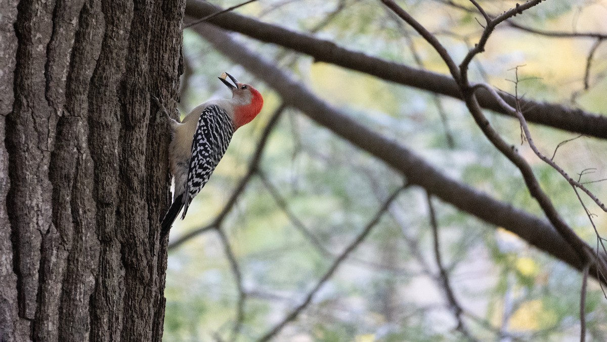 Red-bellied Woodpecker - ML497942411