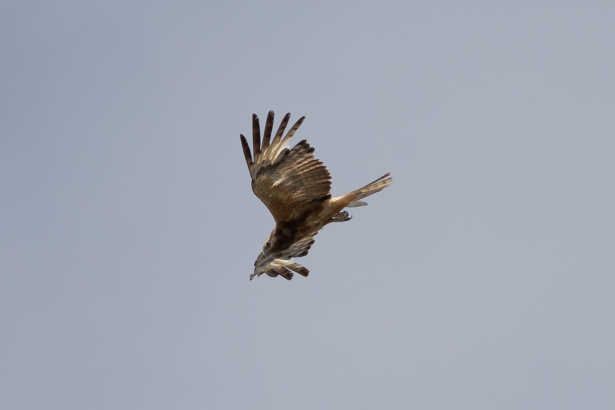 Square-tailed Kite - ML497944211