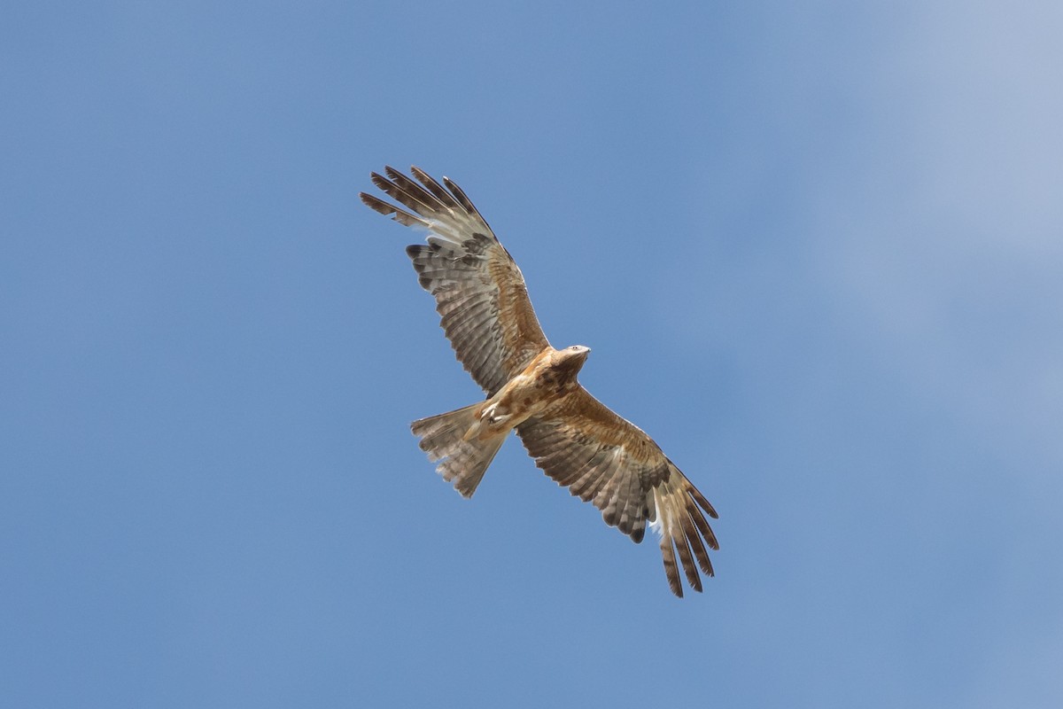 Square-tailed Kite - ML497944221