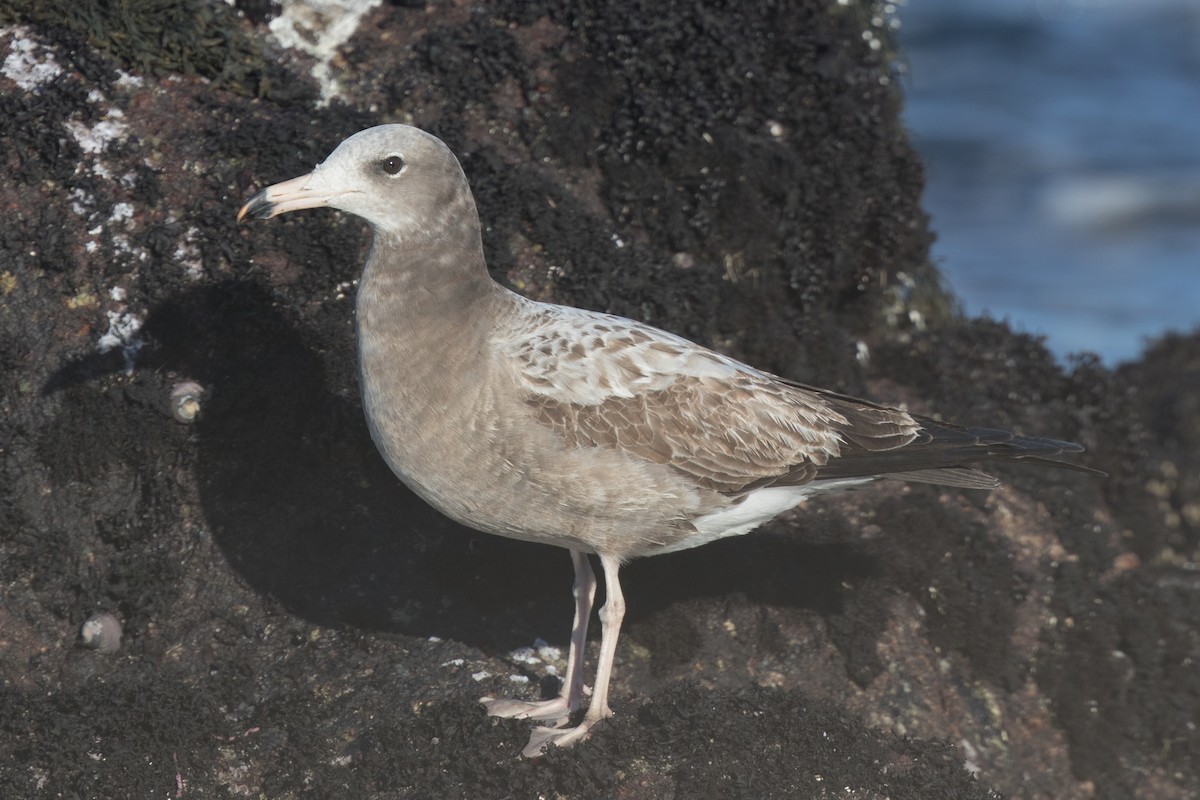 Black-tailed Gull - ML49794511