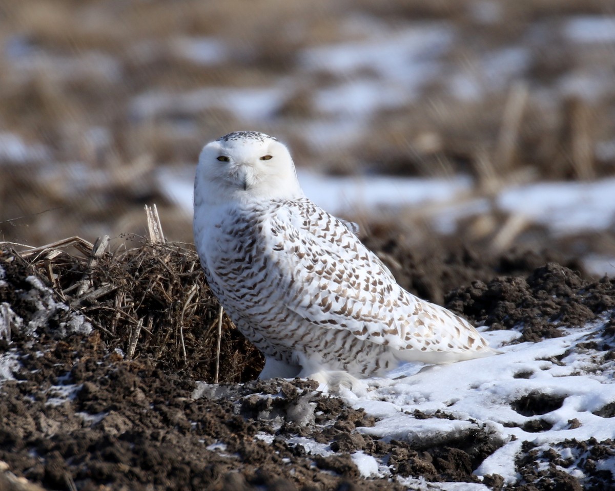 Snowy Owl - David Lambeth