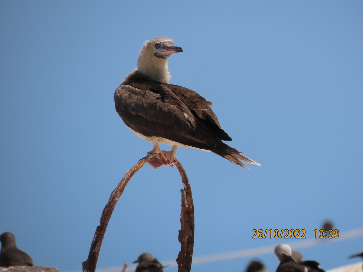 Red-footed Booby - ML497949041