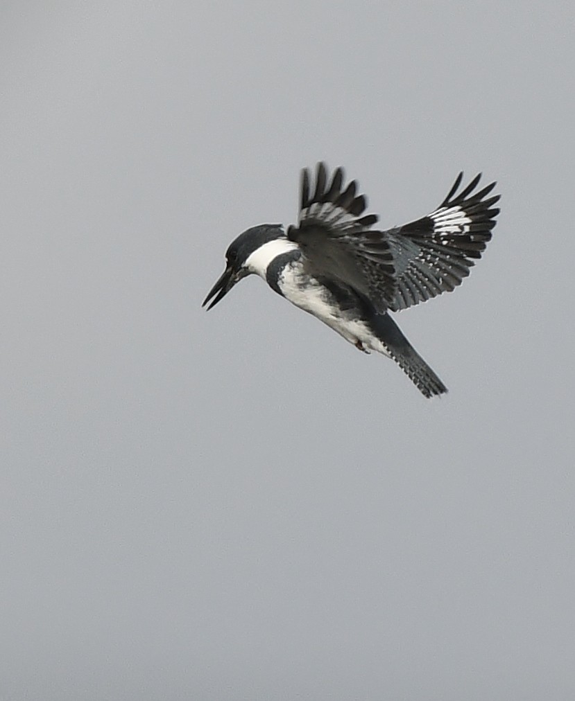 Belted Kingfisher - ML497953561
