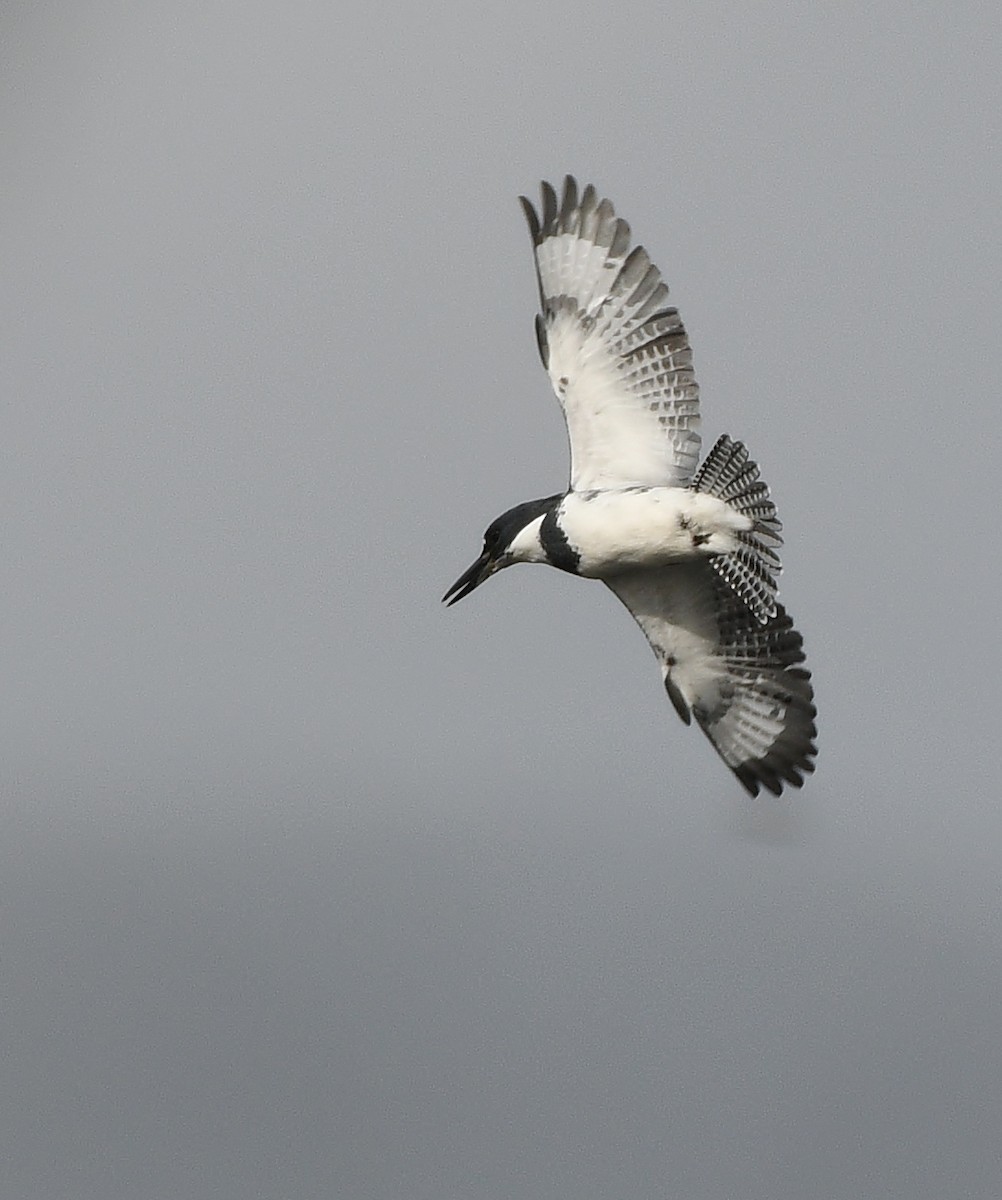 Belted Kingfisher - ML497953591
