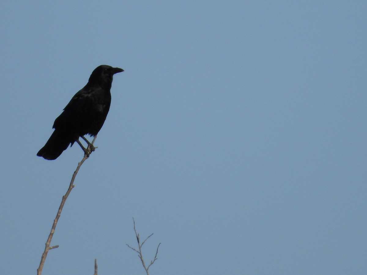American Crow - ML497957261