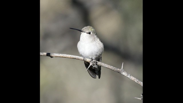 Black-chinned x Costa's Hummingbird (hybrid) - ML497957841